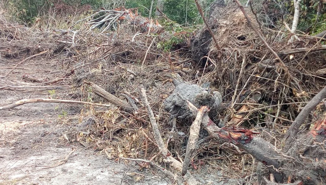 Árvores cortadas para a construção de Parque de Vaquejada em Nossa Senhora dos Remédios