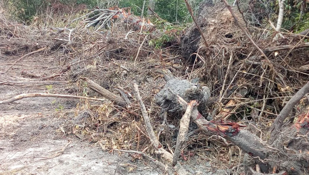 Árvores cortadas para a construção de Parque de Vaquejada em Nossa Senhora dos Remédios