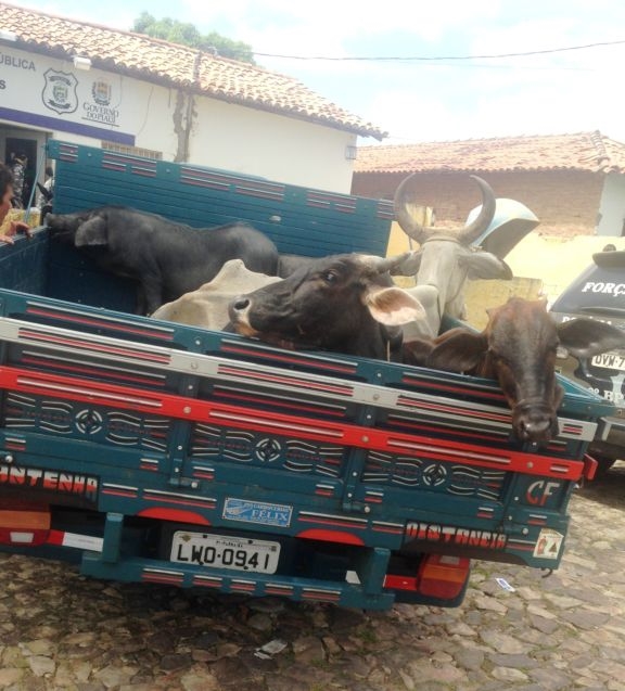 Caminhonete apreendida com os animais