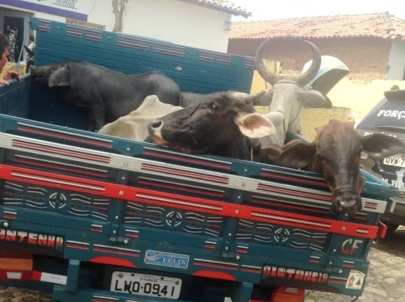 Caminhonete apreendida com os animais