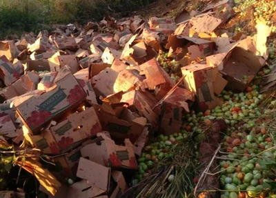 Caixotes de tomate ficaram jogados na rodovia.