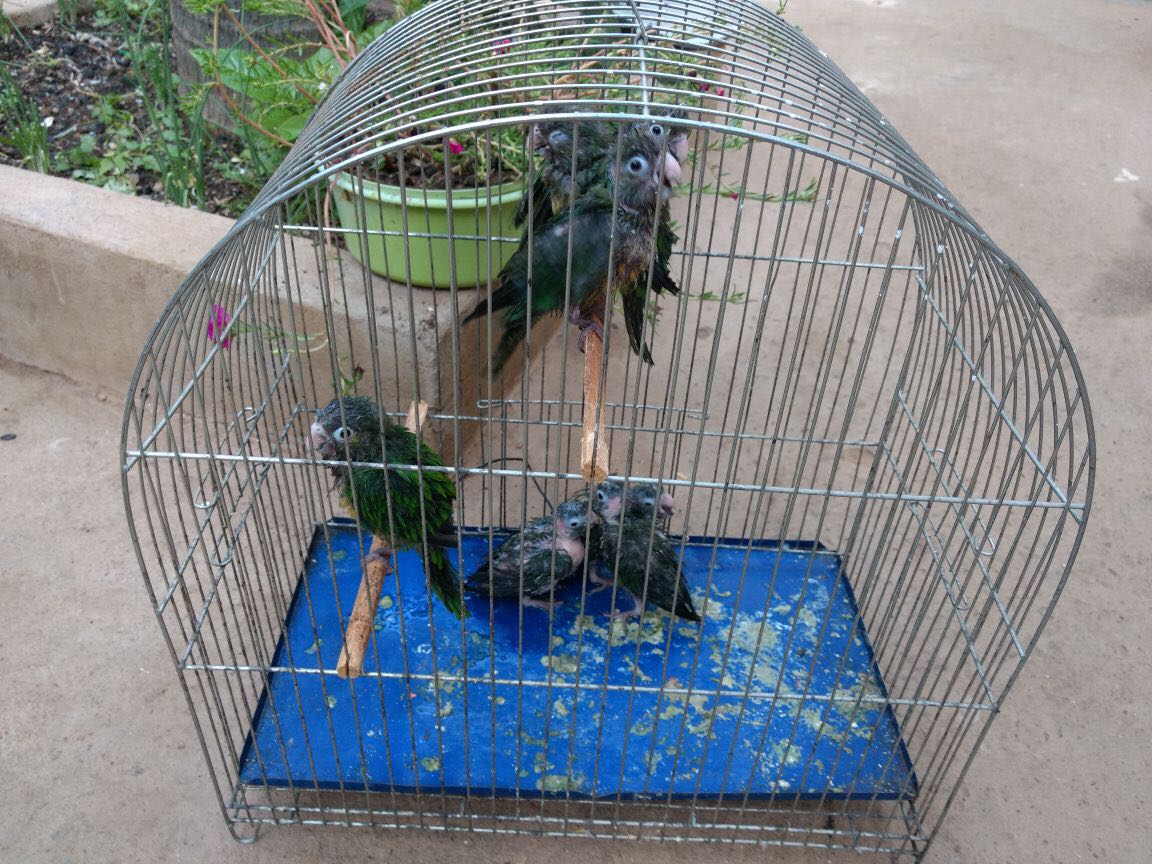 Aves encontradas na residência de um dos suspeitos
