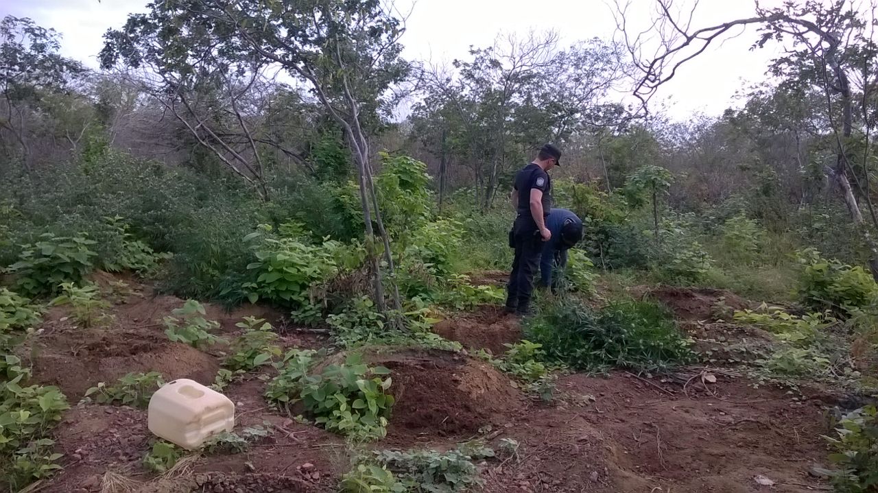 Plantação de maconha encontrada em Pernambuco
