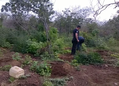 Plantação de maconha encontrada em Pernambuco