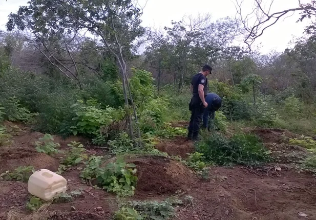 Plantação de maconha encontrada em Pernambuco