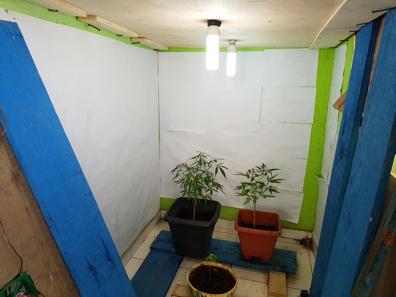 Polícia encontrou três pés de maconha sendo cultivados em estufa dentro de residência.