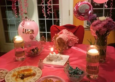 Gatinha ganhou festa de 15 anos