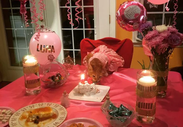 Gatinha ganhou festa de 15 anos