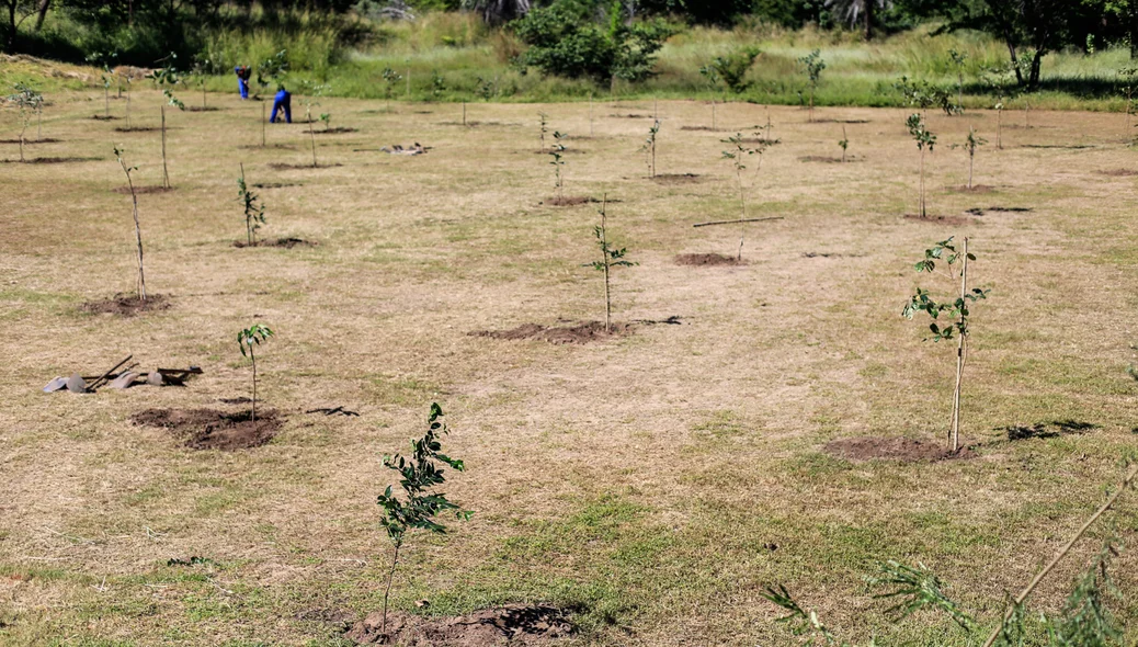 Mudas de árvores foram plantadas 