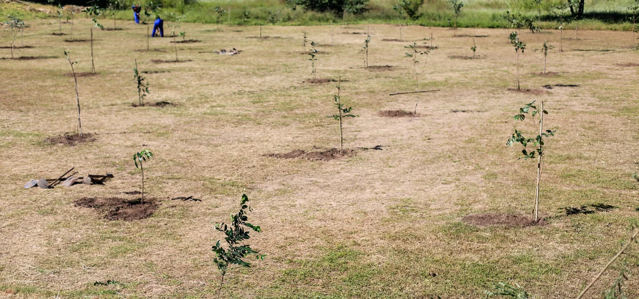 Mudas de árvores foram plantadas 