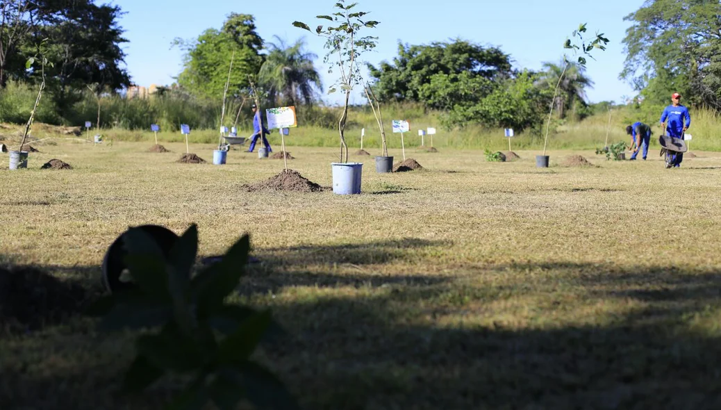 Mudas de árvores são plantadas o bosque dos Vereadores em Teresina