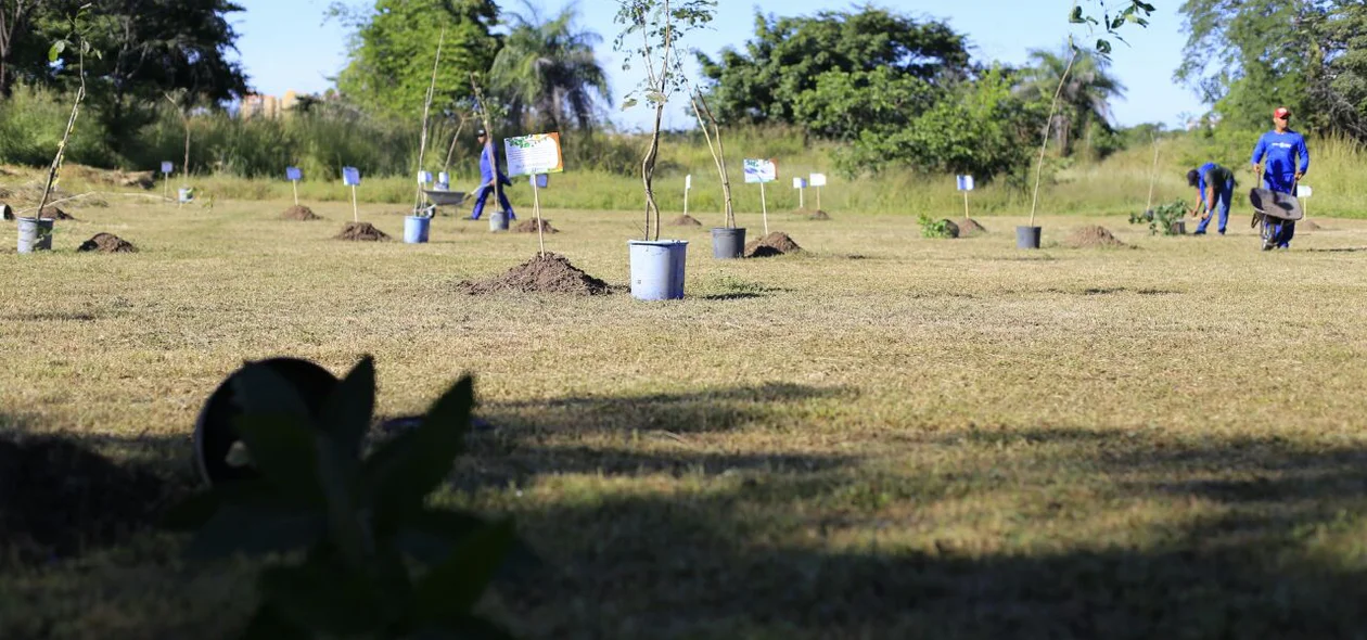 Mudas de árvores são plantadas o bosque dos Vereadores em Teresina