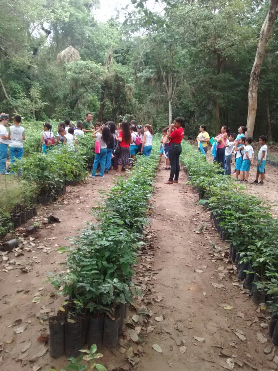 Visita de alunos em viveiro de mudas