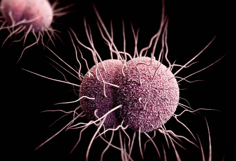 Ilustração mostra imagem tridimensional gerada por computador de bactérias Neisseria gonorrhoeae resistent