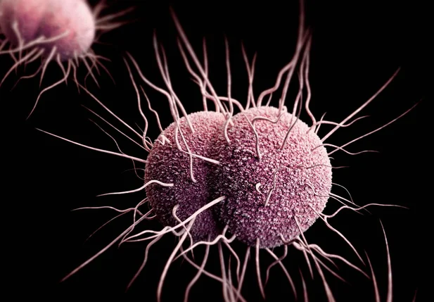 Ilustração mostra imagem tridimensional gerada por computador de bactérias Neisseria gonorrhoeae resistent
