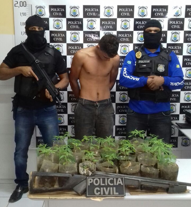 Polícia apreende 80 pés de maconha em São Raimundo