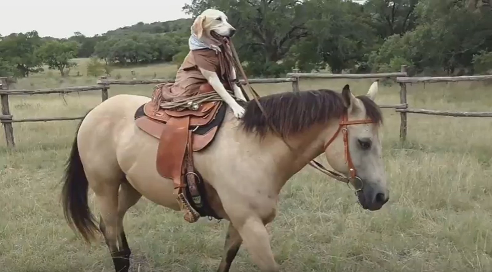 Maizey andando a cavalo