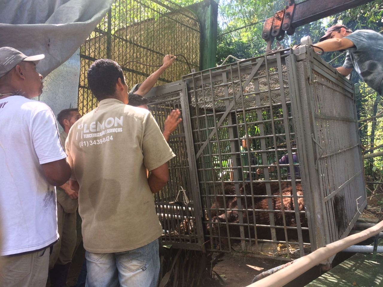 Transferência do urso para o zoológico de Recife 