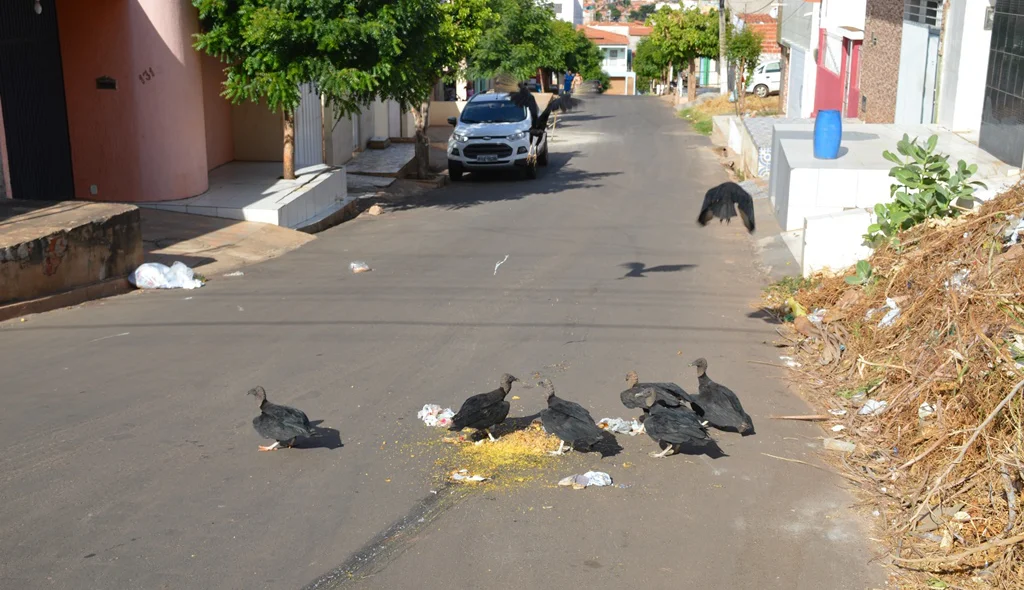 Lixo espalhado nas ruas atrai presença de urubus.