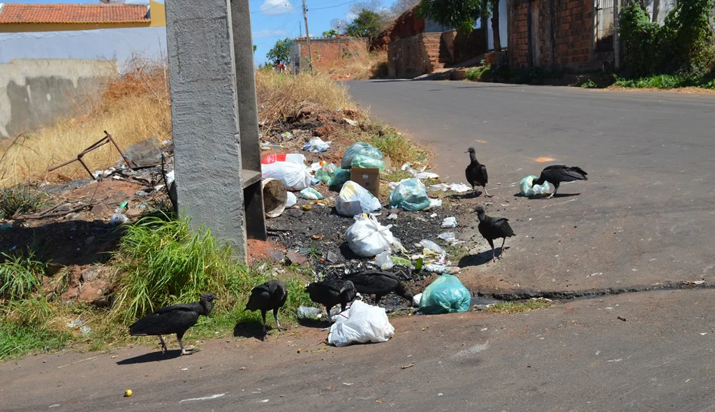 Urubus espalham lixo nas ruas de bairro de Picos.
