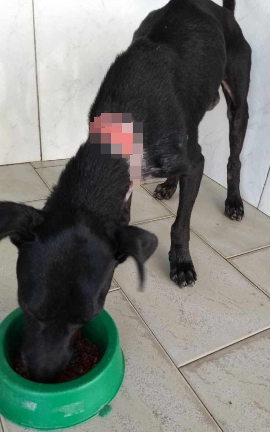 Animal está em recuperação 