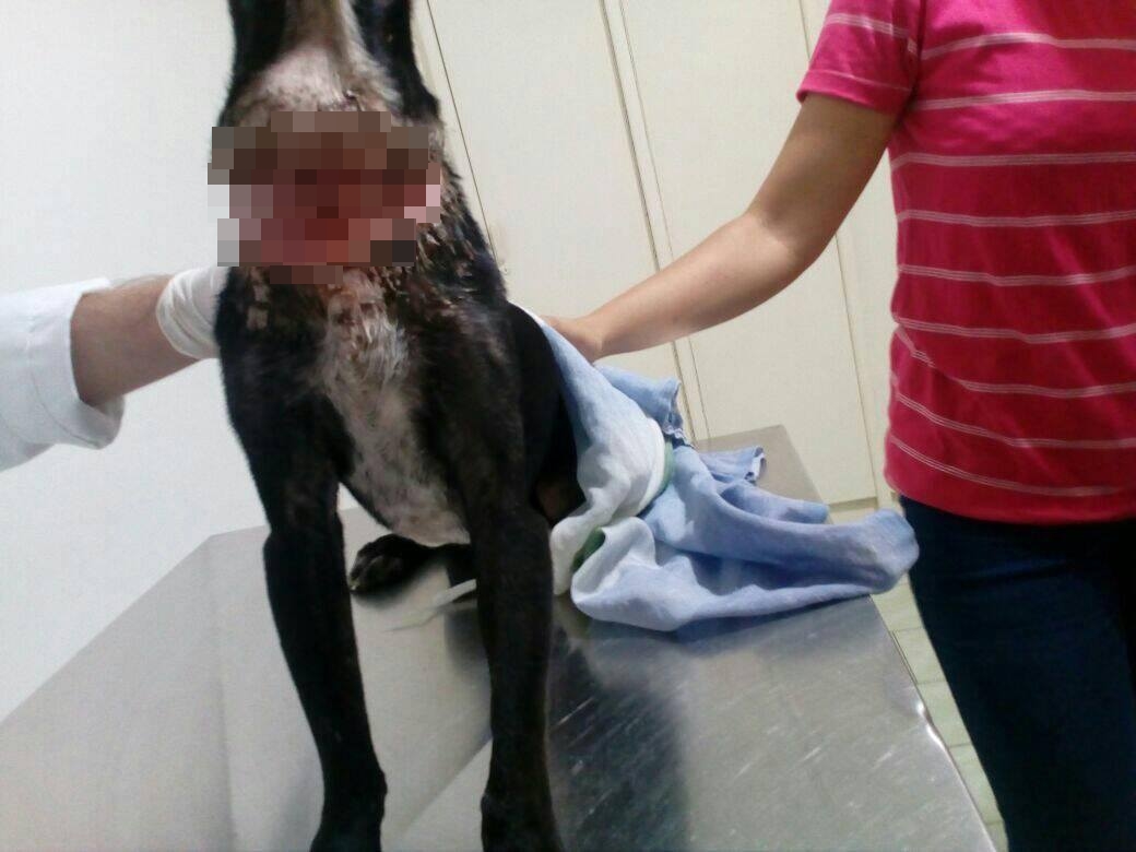 Cachorro quando chegou à clínica veterinária 