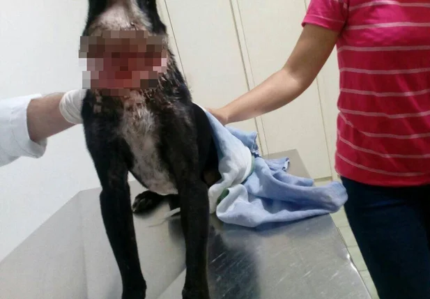Cachorro quando chegou à clínica veterinária 