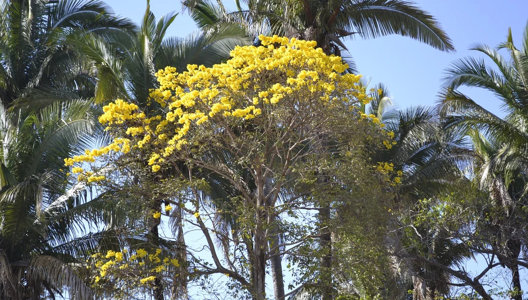 Ipê amarelo na zona rural de Teresina