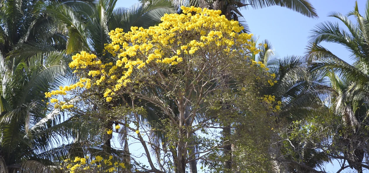 Ipê amarelo na zona rural de Teresina