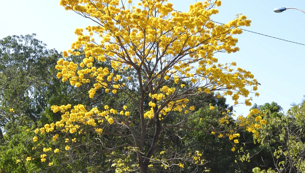 Ipê amarelo