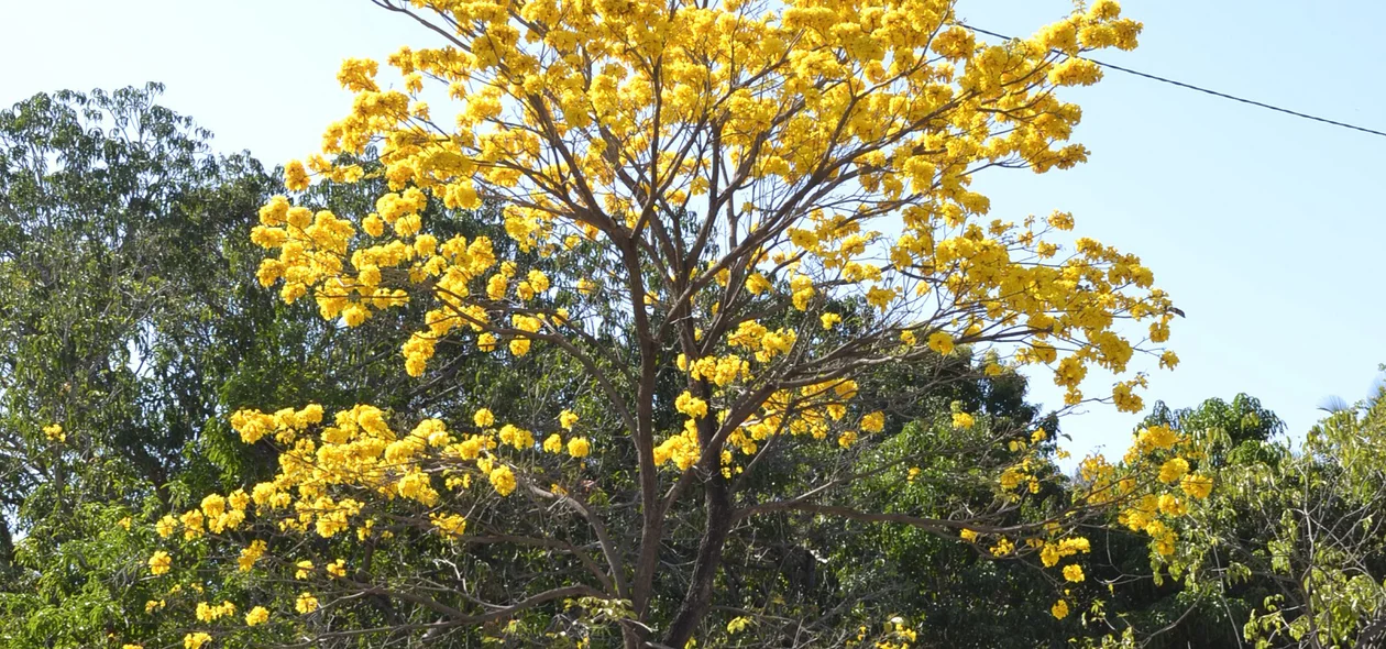 Ipê amarelo