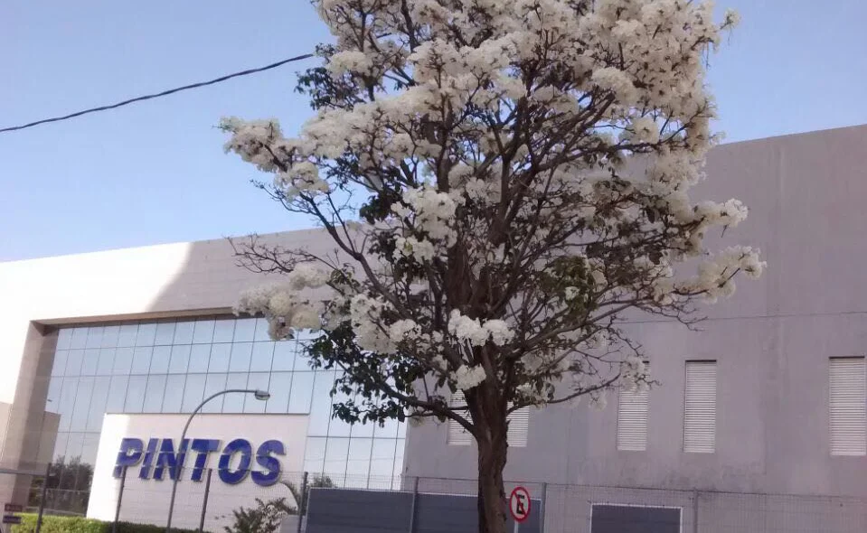Ipê branco