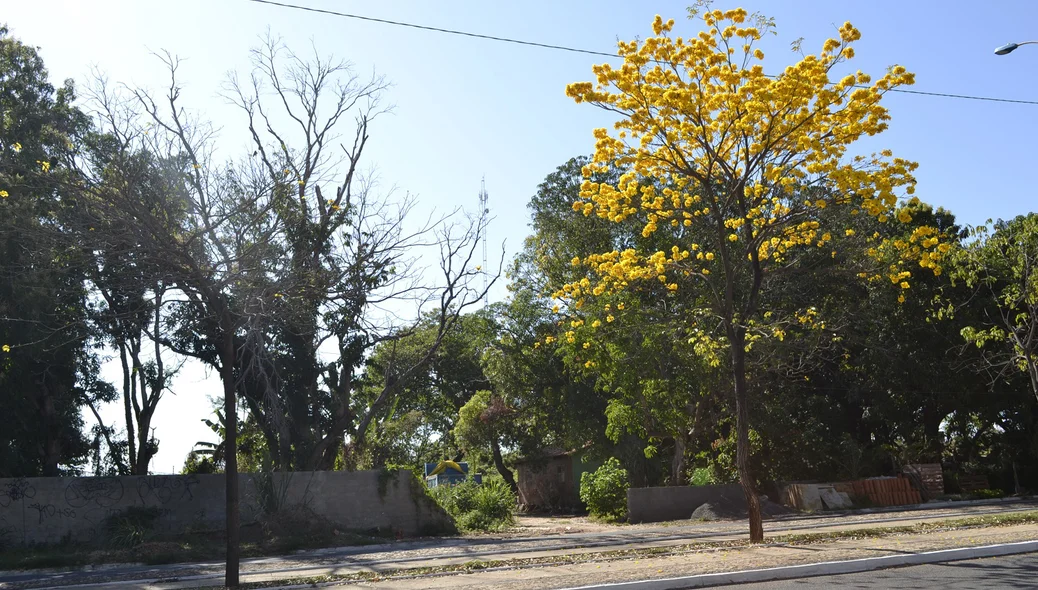 Ipê florido ao lado de um ipê seco
