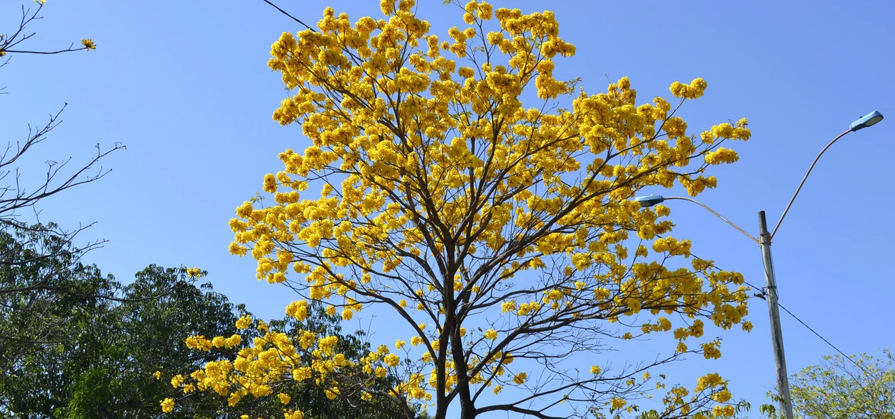 Ipês amarelos são mais comuns em Teresina