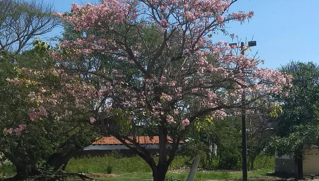 Ipê rosa na zona norte de Teresina
