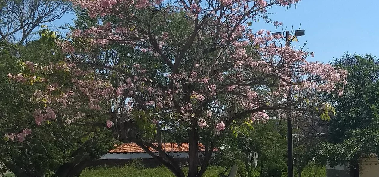 Ipê rosa na zona norte de Teresina