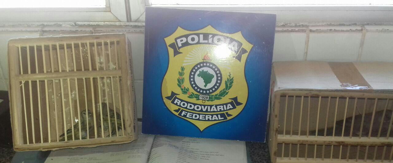 Animais encontrados dentro de ônibus 