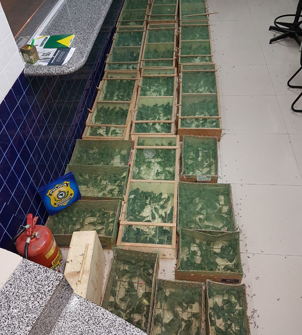 Caixas com pássaros