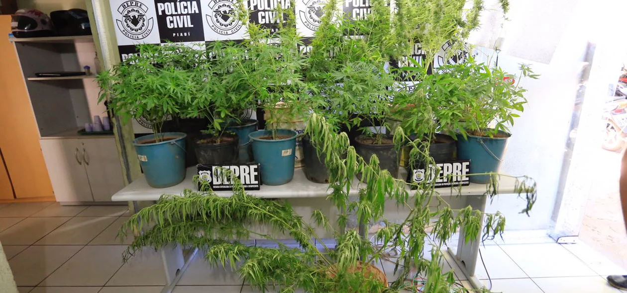 A plantação foi encontrada no loteamento Planalto Uruguai