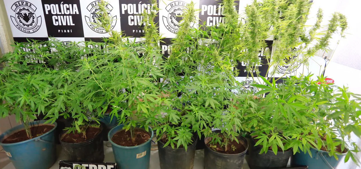 Pés de maconha foram encontrados na casa de João Wilson de Assunção