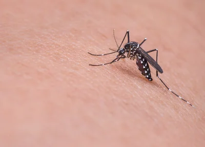 Notificação de Casos de chikungunya continuam a crescer no Piauí