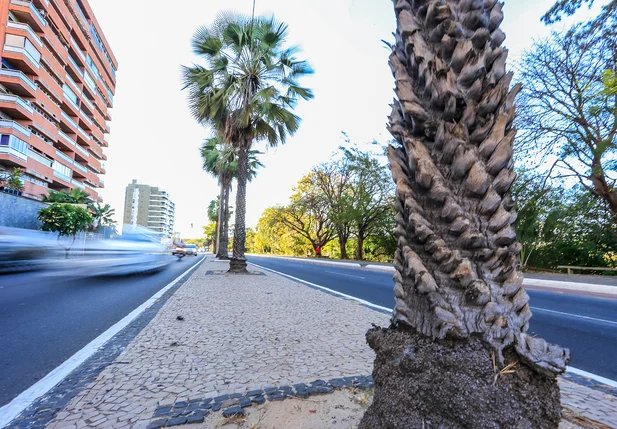 Carnaúba é simbolo do Piauí