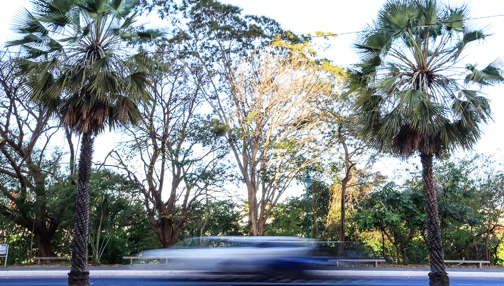 Carnaúba, árvore símbolo do Piauí