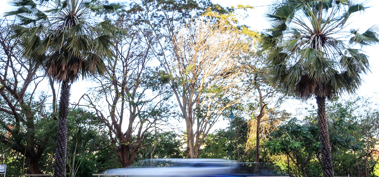 Carnaúba, árvore símbolo do Piauí