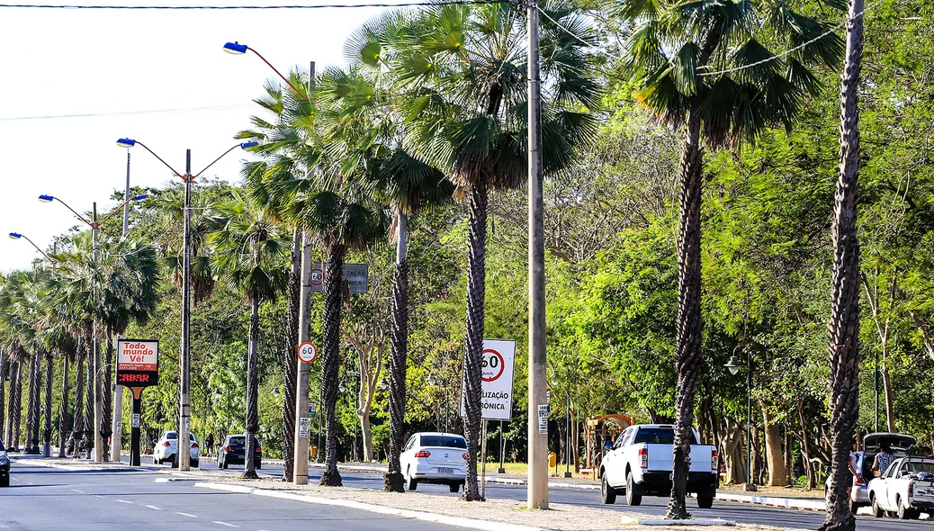 Carnaúba é escolhida árvore símbolo do Piauí