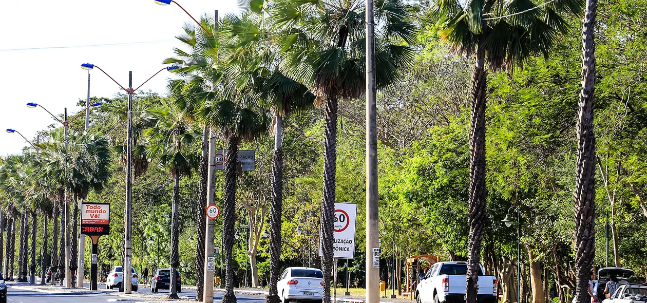 Carnaúba é escolhida árvore símbolo do Piauí