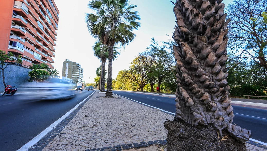 Carnaúba é simbolo do Piauí 