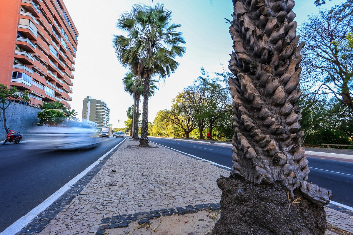 Carnaúba é simbolo do Piauí 