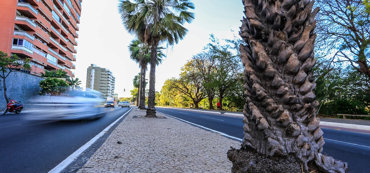 Carnaúba é simbolo do Piauí 