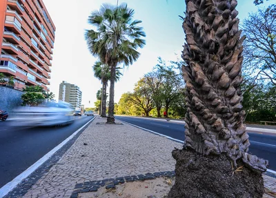 Carnaúba é simbolo do Piauí 